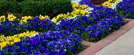 What is the best time of year to plant pansies?