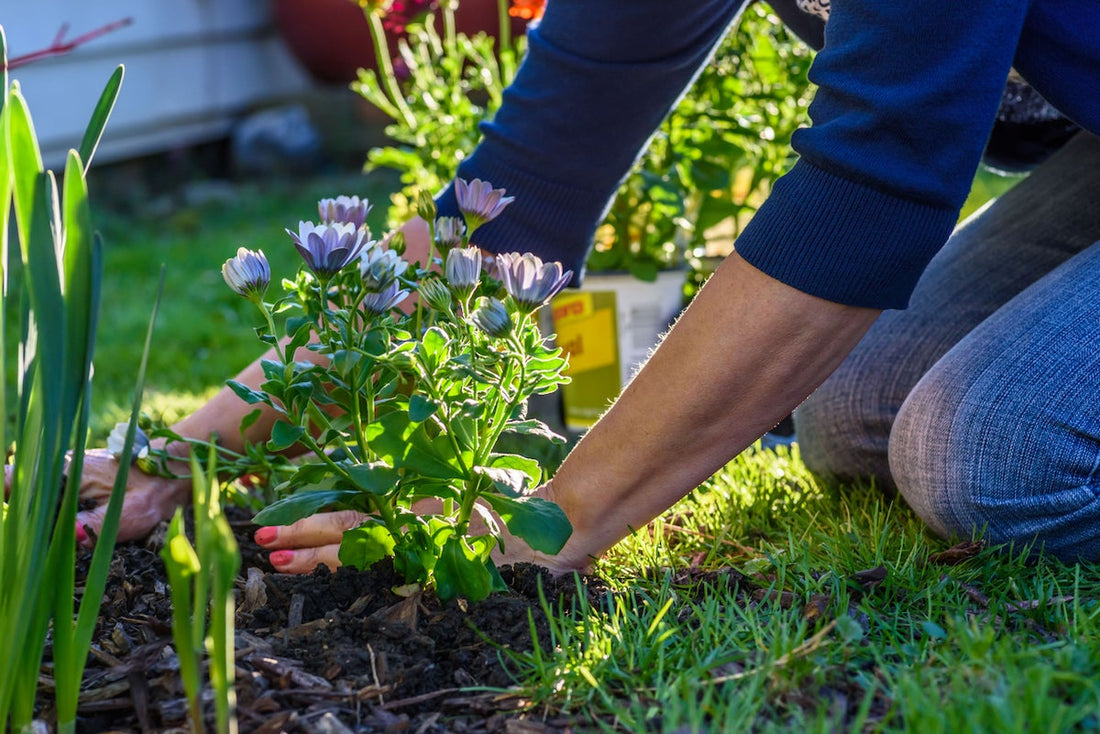 How to plant flower beds